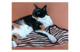 Buy Tortie on Tiger Rug at AllPosters.com
