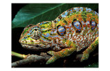 Chameleon, Madagascar