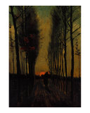 Lane of Poplars at Sunset