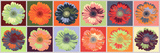 Buy Gerbera Spectrum at AllPosters.com