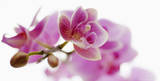 Buy Orchid in Bloom at AllPosters.com