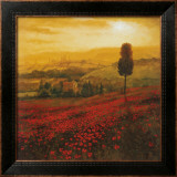 Shades of Poppies