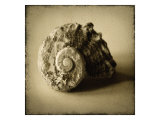 Buy Seashell Study II at AllPosters.com
