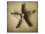 Buy Seashell Study III at AllPosters.com