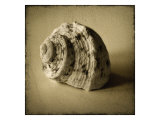 Buy Seashell Study IV at AllPosters.com