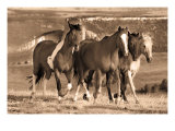 Buy Morning Stroll at AllPosters.com