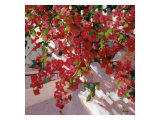 Buy Hanging Flowers at AllPosters.com