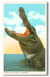 Gaping Alligator, Louisiana
