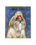 Shih Tzu