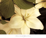 Buy Lily and Leaves at AllPosters.com