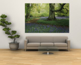 Bluebells in a Forest, Thorp Perrow Arboretum, North Yorkshire, England