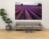 Lavender Field, Fragrant Flowers, Valensole, Provence, France