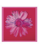 Daisy, c.1982  (crimson and pink)