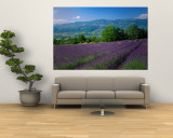 Flowers in Field, Lavender Field, La Drome Provence, France