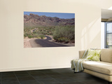 Cactus along a Road, Dreamy Draw Park, Arizona, USA