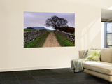 Stone Walls Along a Path, Yorkshire Dales, England, United Kingdom
