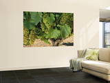 Chardonnay Grapes on the Vine, Napa California, USA