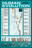 Buy Human Evolution at AllPosters.com