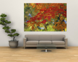 Buy Fall Foliage, Guilford, Baltimore City, Maryland, USA at AllPosters.com