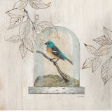Aviary Display