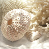 Coral Shell I