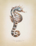 Buy Potbelly Seahorse at AllPosters.com