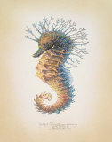Shorthead Seahorse