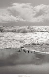 Shorebirds, Point Reyes