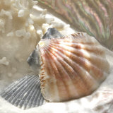 Coral Shell III Art Print