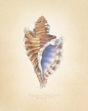 Angular Triton