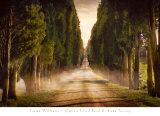Cypress Lined Road II, Siena Tuscany