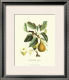 Bartlett Pear