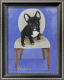 French Bull Dog
