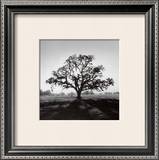 Buy Oak Tree, Sunrise at AllPosters.com