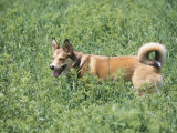 German Shepherd Dog Panting and Standing in Grassy Green Field