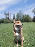 Obedient German Shepherd Dog Panting and Sitting in Grassy Green Field