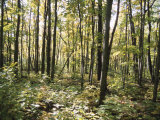 Dense Forest and Woodland Vegetation with Sunlight Shining Down to the Forest Floor