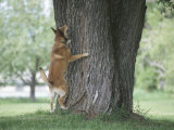 Curious German Shepherd Dog Barking Up a Tree