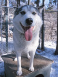 Husky Dog Panting and Standing on Doghouse in Kennel