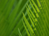 Close-Up of Green Leaves Staying Still in Nature
