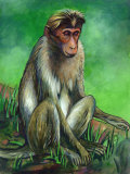 Buy Portrait of Macaque Monkey at AllPosters.com