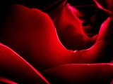 Buy Close-Up of Beautiful Red Flower Petals on Rose at AllPosters.com