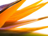 Buy Close-Up of Beautiful Blooming Flower at AllPosters.com