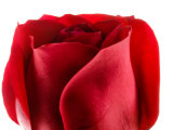Buy Beautiful and Elegant Red Rose at AllPosters.com