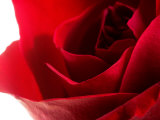 Close-Up of Beautiful Red Flower Petals on Rose