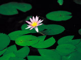 Beautiful Blooming Flowers and Lily Pads in Garden