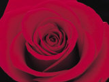 Close-Up of Beautiful Blooming Red Rose
