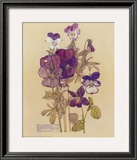 Wild Pansy