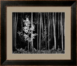 Aspens, Northern New Mexico, 1958