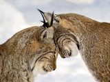 Two Lynx